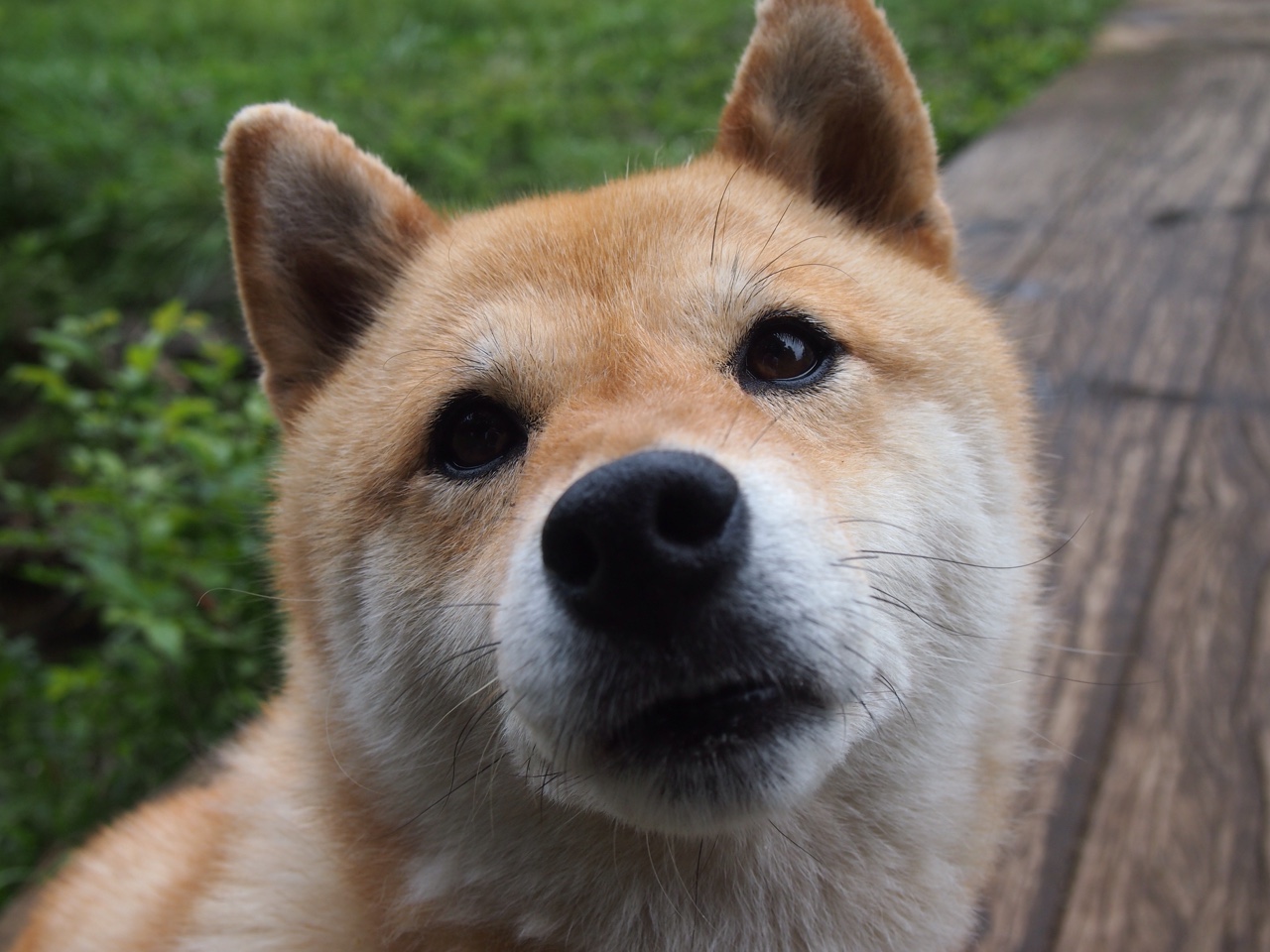 德甲雄狮碾碎非洲黑星,托尼用世界级表现定义大场面先生