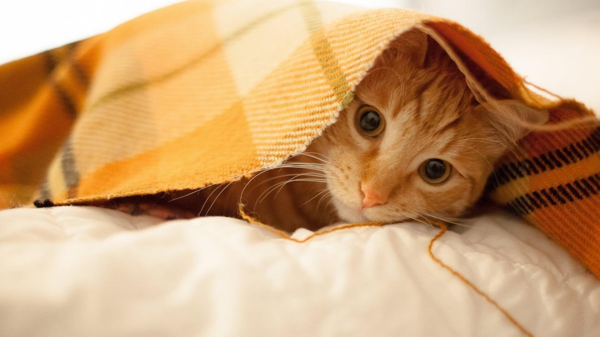 爱游戏-冰岛单节19分掀翻加拿大，黑马神话如何在奥运资格赛诞生？