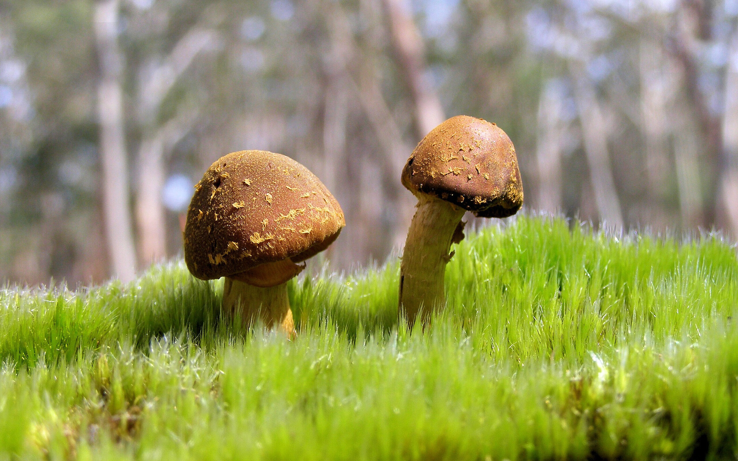 丹佛的巨人永不倒下，约基奇抢七之夜封神