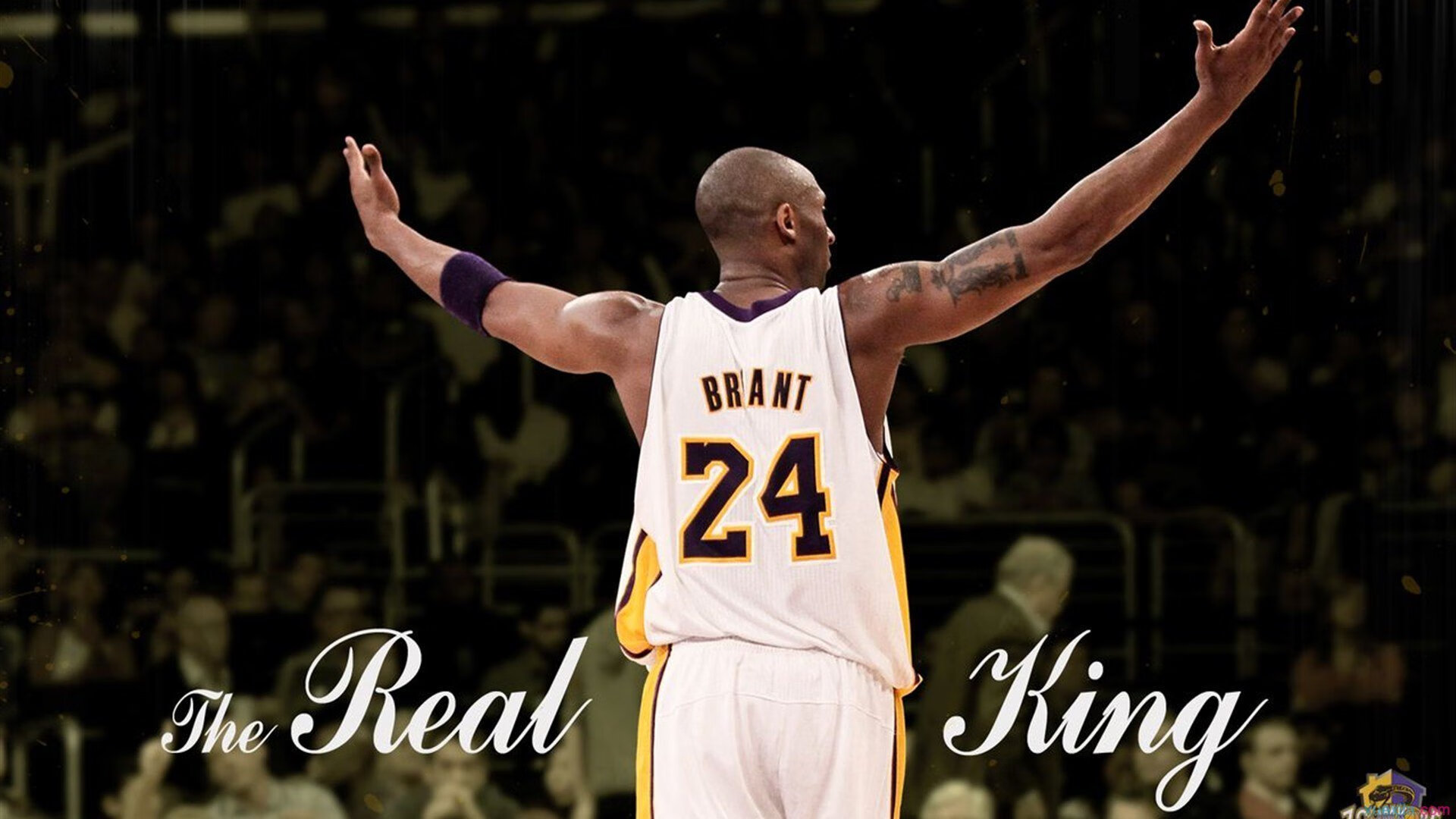 蛰伏者苏醒！浙江队征服灰熊，霍勒迪送狂暴盛宴