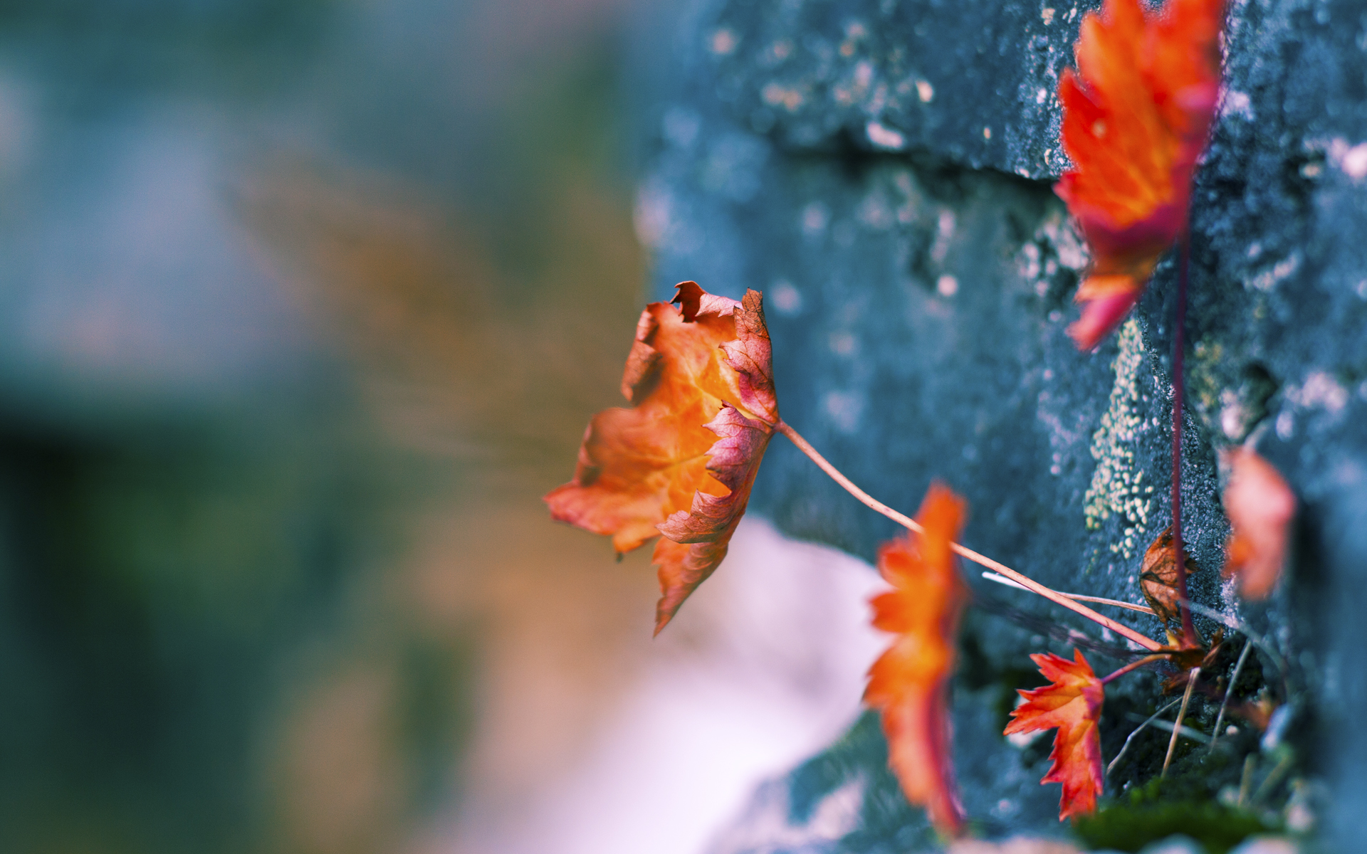 爱游戏官方入口-超越数据，文班亚马的抢七夜与一场非大场面先生的盛大献祭