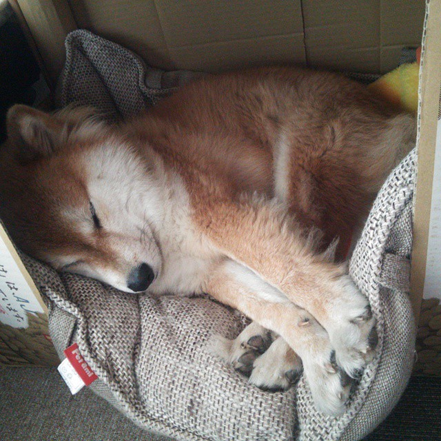 阿什拉夫，季后赛之夜的暗夜统治者