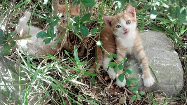 曼城强行终结莱比锡红牛，劳塔罗彻底打爆防线—欧冠赛场上的双重震撼
