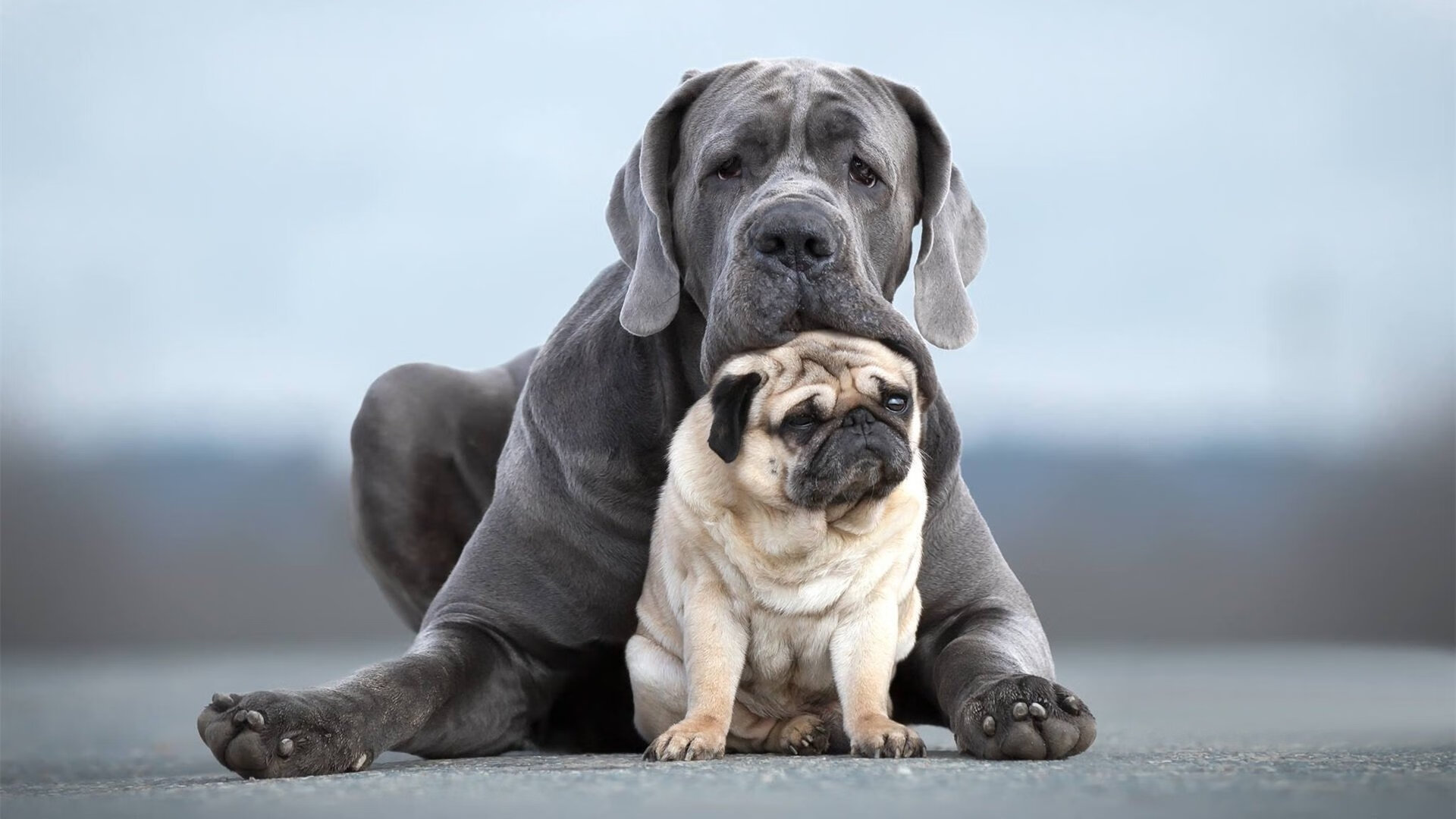 爱游戏在线-双重门，玻利维亚与爱尔兰的奥运鏖战，一场定义自身的远航