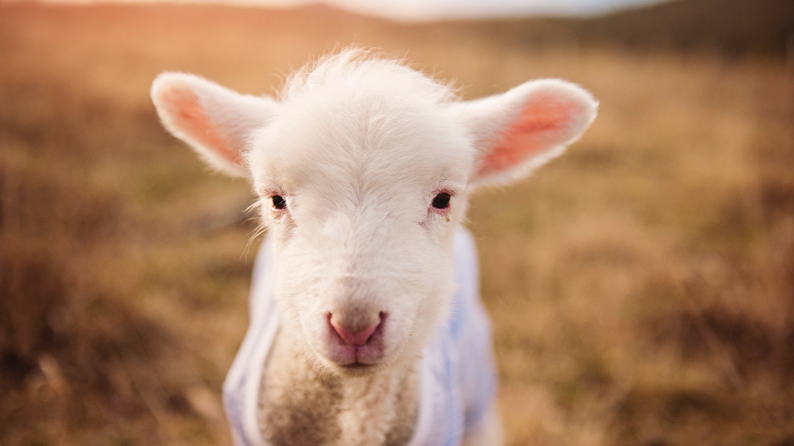 爱游戏在线-桑巴风暴席卷欧洲之巅，欧冠决赛上演巴西式战术对马竞的完美压制