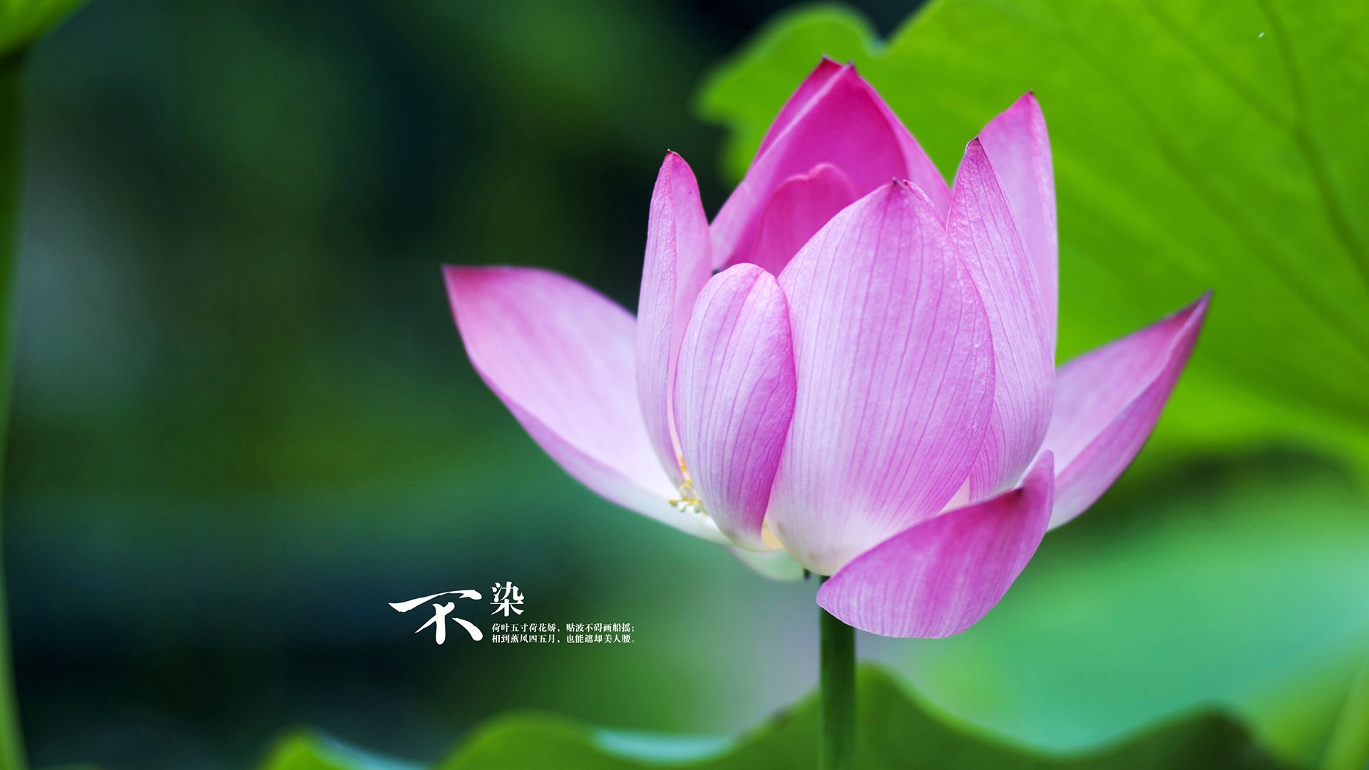 锡安天神下凡锁定全场最佳，鹈鹕三节一波流冲垮开拓者