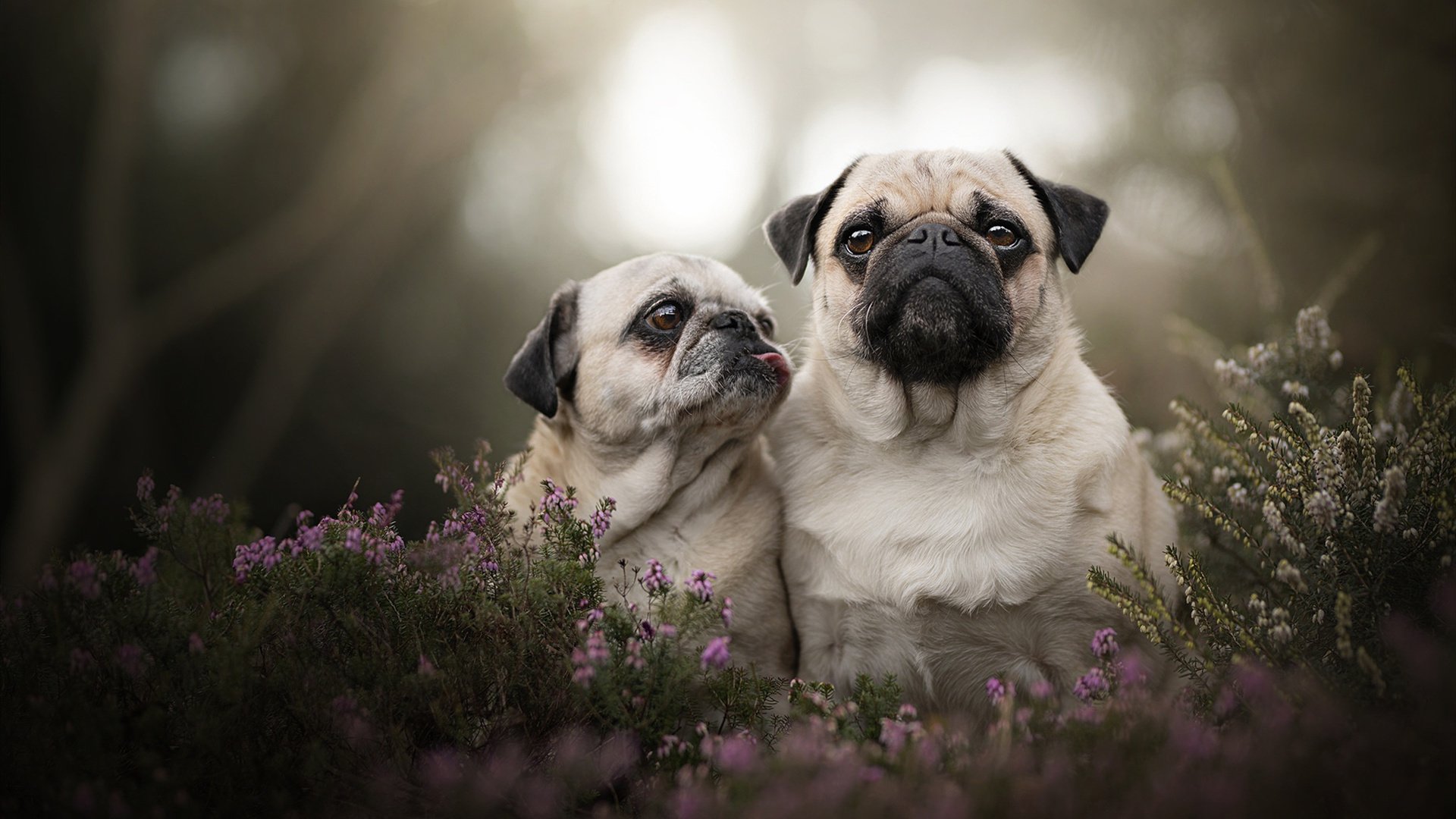 爱游戏在线-冰川与绿茵，当新疆封锁太阳战术遇见美加墨世界杯焦点战