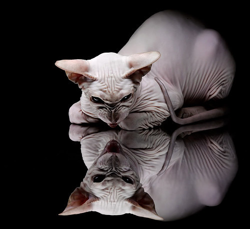 锡安时刻，浙江队憾负篮网，超级新星闪耀全场