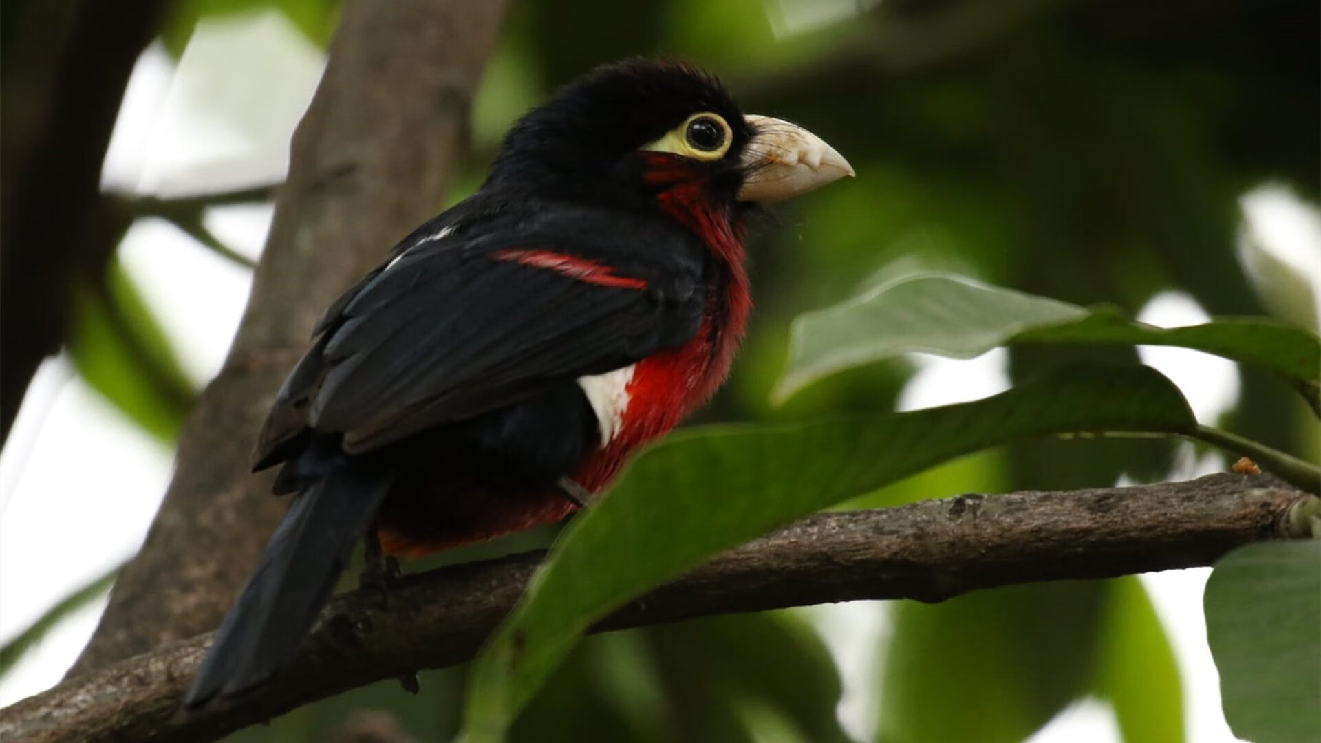 锁死禁区却输球？戈贝尔的悲壮防守之夜